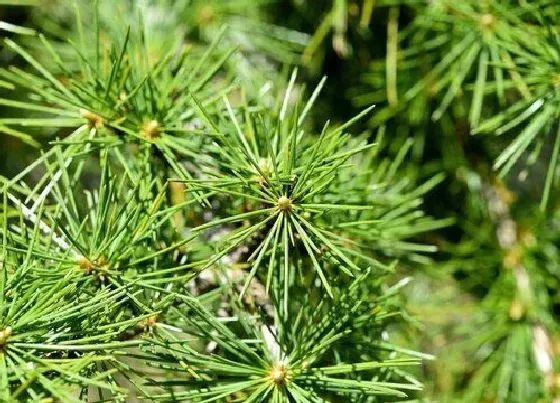 花期|雪松花期是什么时候