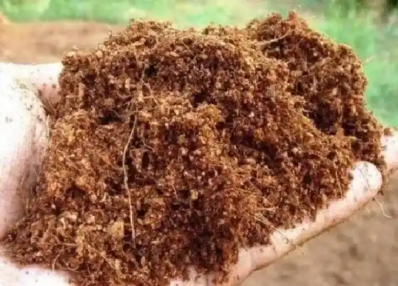 种植土壤|椰糠土可以种多肉吗