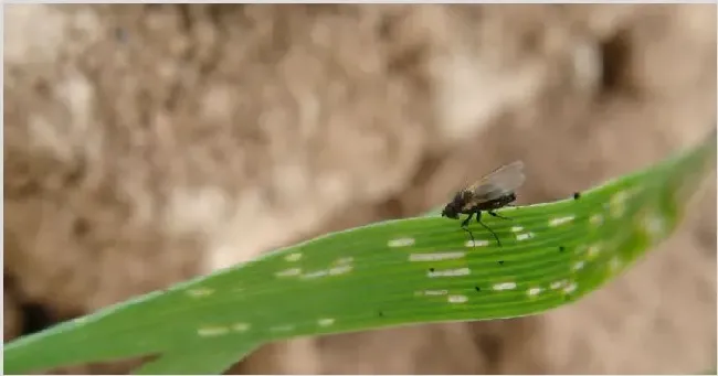 水稻叶片有黄绿斑点是什么病？怎么治疗预防 | 种植技术