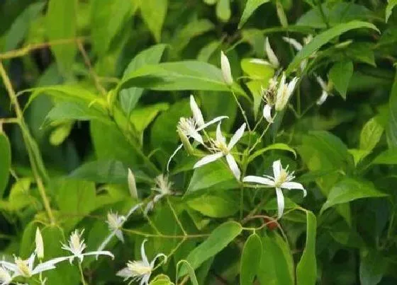 植物百科|甘草节和甘草一样吗 具体有什么区别