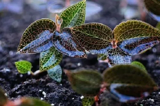 植物百科|金线莲有种子吗 种子怎么种植