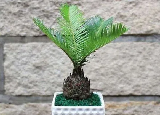 植物招财|财神旁边摆放什么植物好