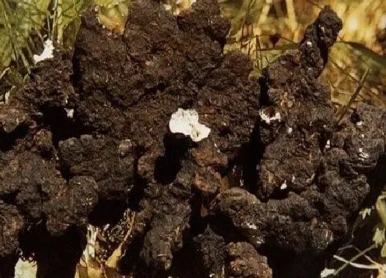 植物百科|猪苓生长在什么地方