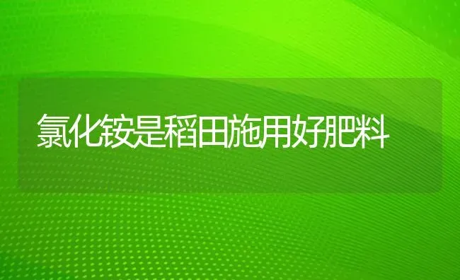 氯化铵是稻田施用好肥料 | 种植肥料施肥