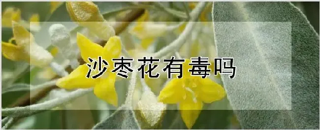 沙枣花有毒吗 | 种植技术