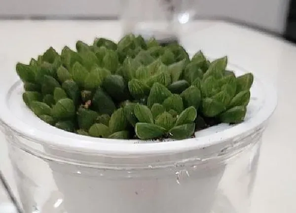 植物浇水|玉露浇水的正确方法