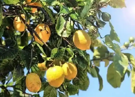 植物施肥|柠檬树施什么肥好