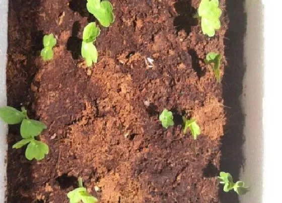 植物播种|旱地莲怎么留种子