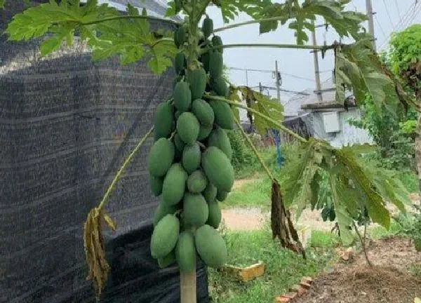 植物浇水|木瓜树多久浇一次水