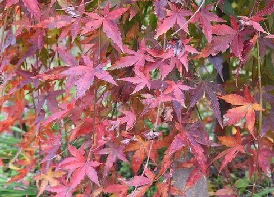 植物种类|槭树和枫树是一种树吗