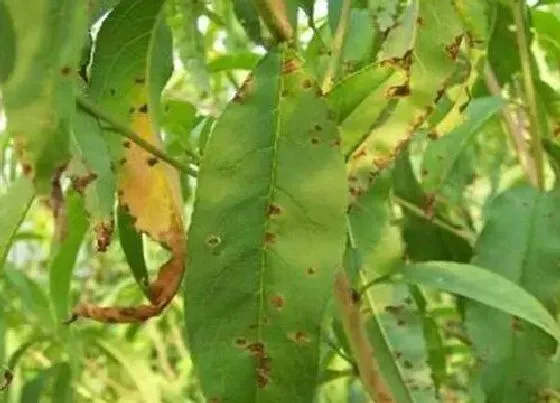 植物虫害|桃树病虫害防治技术 病虫害预防方法