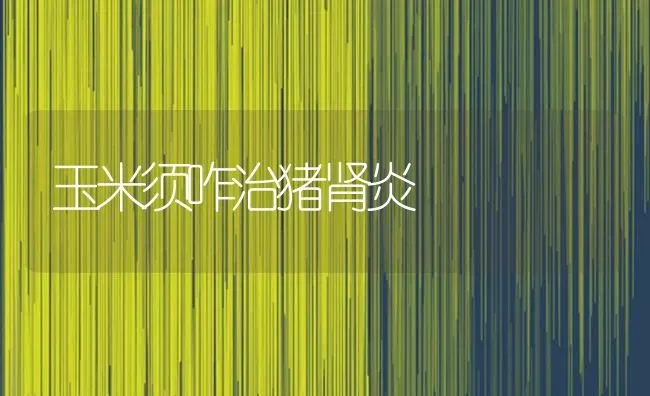 玉米须咋治猪肾炎 | 粮油作物种植
