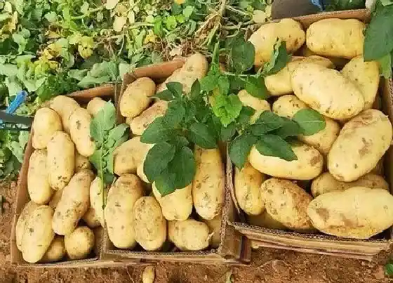 植物价格|2022年马铃薯的价格是如何走势（今年马铃薯行情预测）