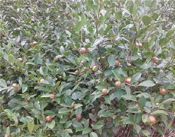 种植管理|油茶树的种植方法和管理技术，油茶树适合什么土壤种植）