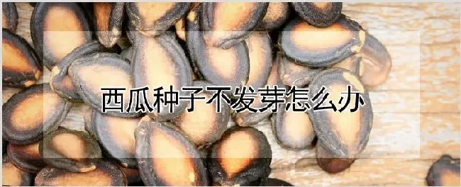 西瓜种子不发芽怎么办 | 种植技术