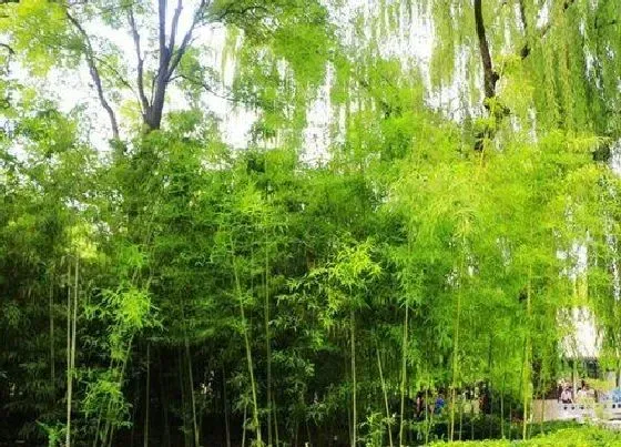 植物百科|垂杨是什么植物