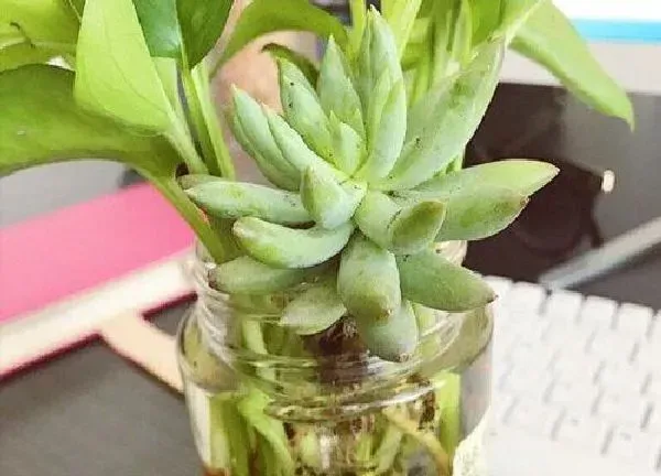 养殖方法|千佛手可以水培吗