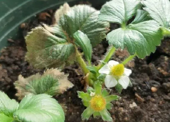 植物百科|草莓开花吗 开的花是什么样子的