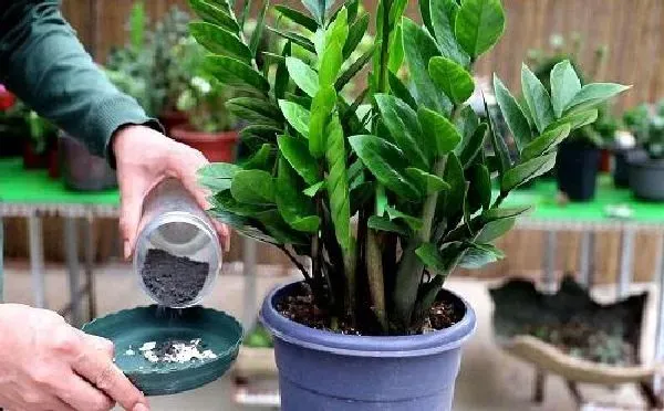 植物浇水|雪铁芋怎么浇水方法 一次浇多少水合适