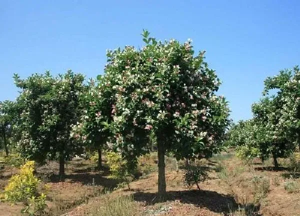 养殖科普|北京冬天适合养什么花卉植物