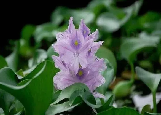 植物种类|葫芦是藤本植物吗 属于葫芦科的植物