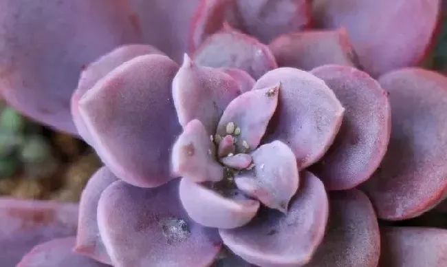 植物虫害|防治蚧壳虫用什么药效果好（土里的蚧壳虫怎样处理最见效）