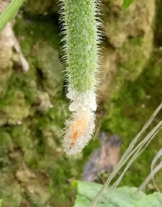 喷药|黄瓜开花时可以打药吗（黄瓜开花前后喷施杀菌剂行吗）
