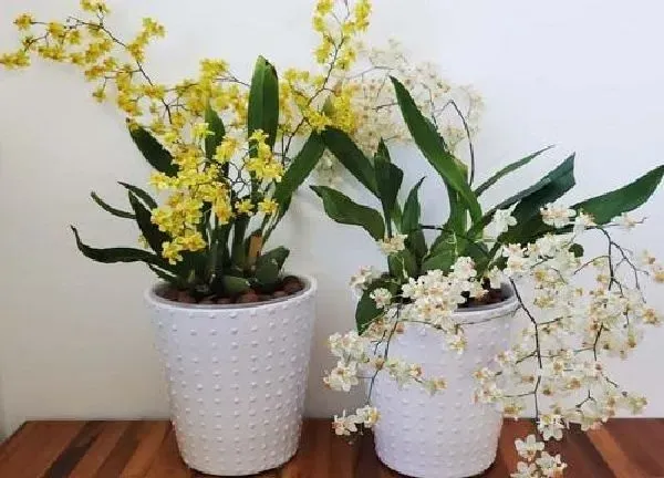植物浇水|兰花夏天多久浇一次水