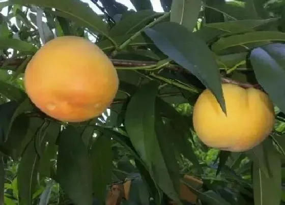 种植管理|黄桃树苗什么时候种植最合适，黄桃树几月份移栽最好）