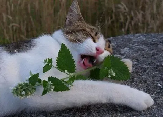 植物百科|人吃的荆芥是猫薄荷吗（河南人食用荆芥和猫薄荷的区别）