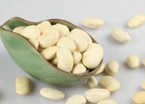 生长环境|芸豆生长温度是多少度