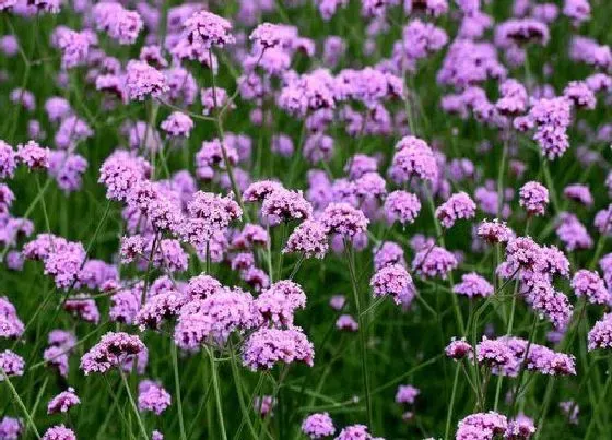 植物播种|马鞭草什么时候播种合适