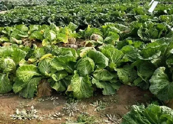 种植管理|蔬菜防冻剂真的防冻吗，防冻液的成分、效果、有效期）