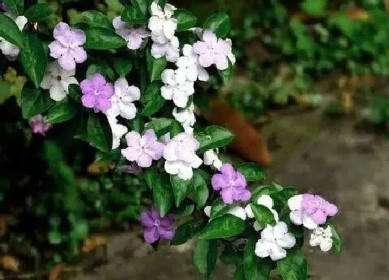 植物香味|茉莉有香味吗