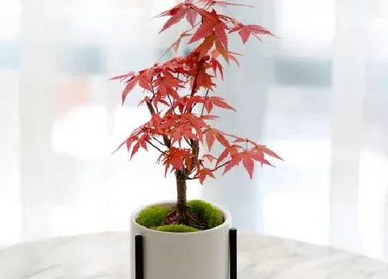植物修剪|红枫盆景怎么修剪好看