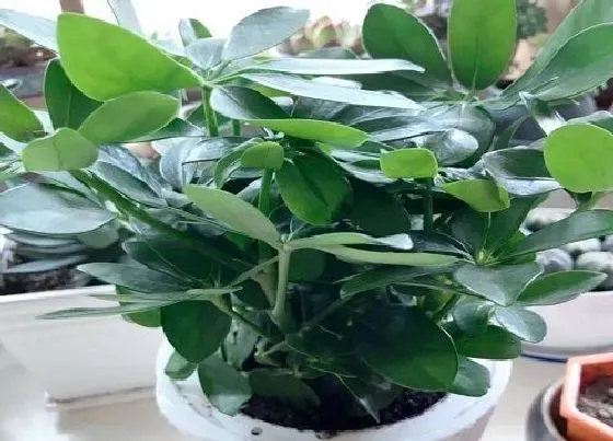 植物繁殖|鸭掌木怎么繁殖方法和注意事项