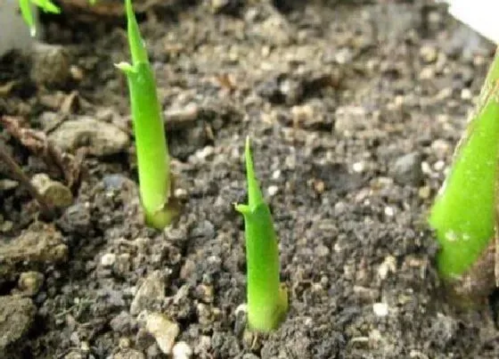 植物播种|马蹄种子怎么种植