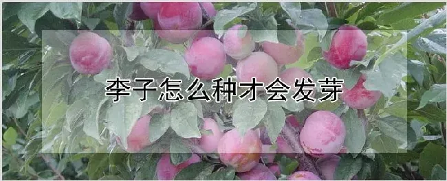 李子怎么种才会发芽 | 养殖技术