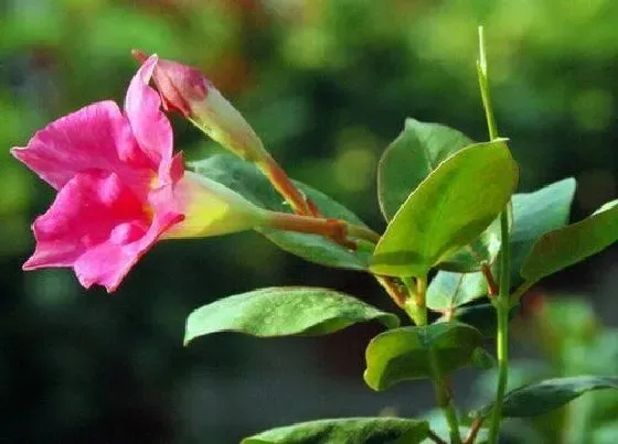 开花时间|红蝉花一年开几次花