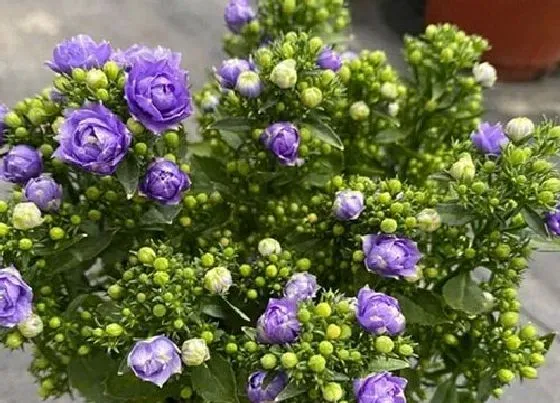 开花时间|丹麦风铃草一年开几次花 花期有多长时间