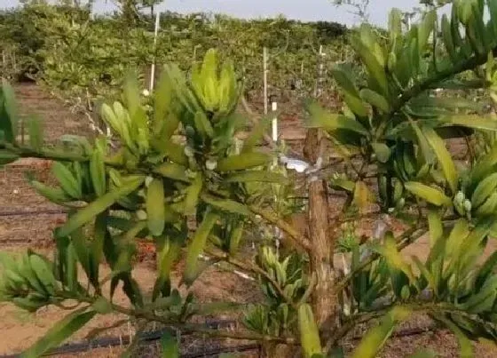 冬天植物|罗汉松耐寒吗