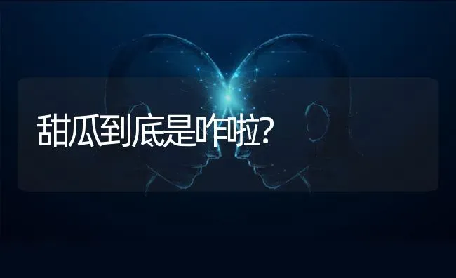 甜瓜到底是咋啦？ | 瓜果种植