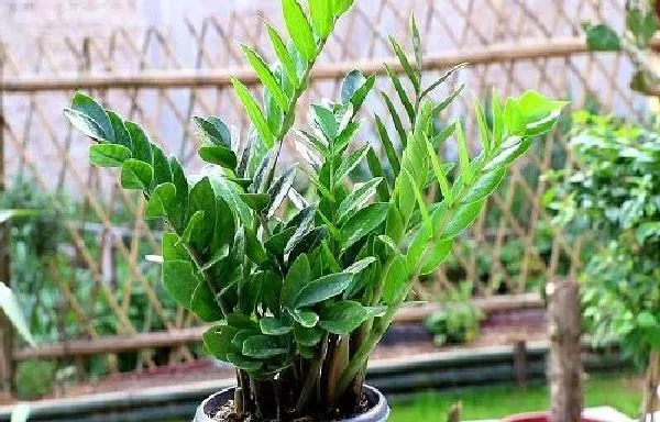 植物浇水|雪铁芋怎么浇水方法 一次浇多少水合适