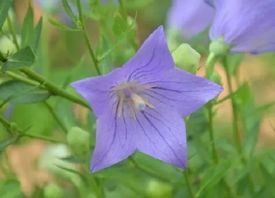 植物百科|桔梗是几年生植物