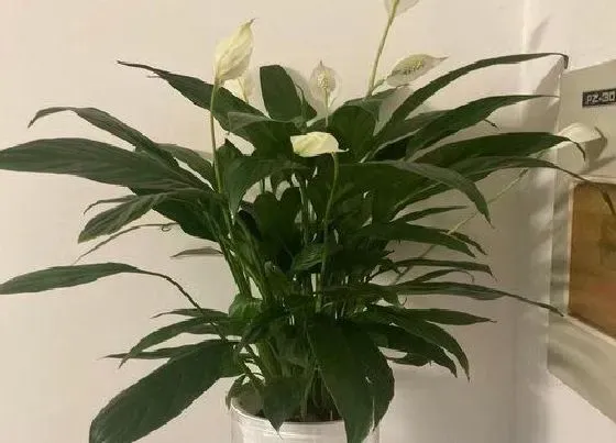 风水百科|白鹤芋的风水作用与功效 摆放哪里招财