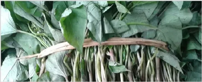 地瓜秧怎么栽 | 自然知识
