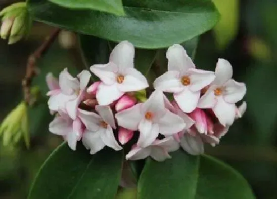 掉叶子|瑞香花叶子一碰就掉