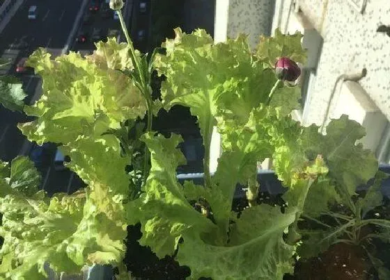 种植方法|结球生菜的种植方法和时间 种植技术，栽培要点）