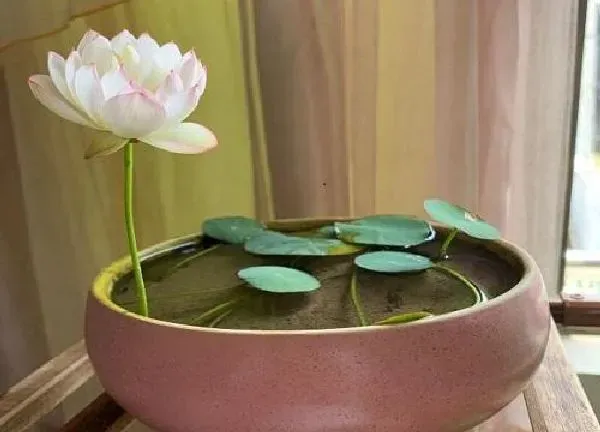 植物移栽|碗莲上盆时间与养护方法