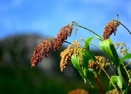 植物百科|蜀黍是什么植物的俗称（蜀黍和高粱有区别吗）